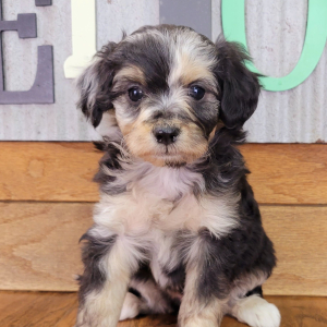 Aussiedoodle Puppy Trixie