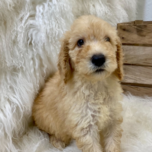 Springerdoodle Puppy Dane