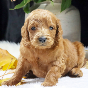 Goldendoodle Puppy Waylon