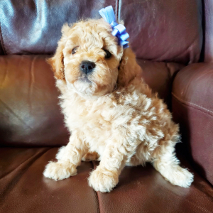 Poodle Puppy Cher
