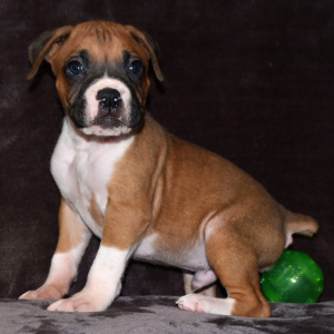 Boxer Puppy Drake