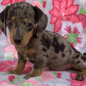 Dachshund Puppy Georgia