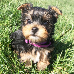 Yorkshire Terrier Puppy Violet