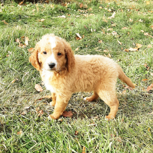 Goldendoodle Puppy Cash