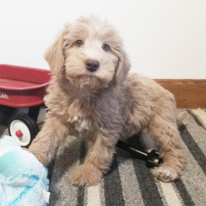 Labradoodle Puppy Hiram