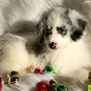 Sheepadoodle Puppy Billy