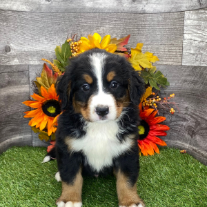 Bernese Mountain Dog Puppy Benson