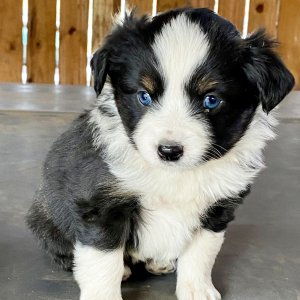 Australian Shepherd Puppy Koroni