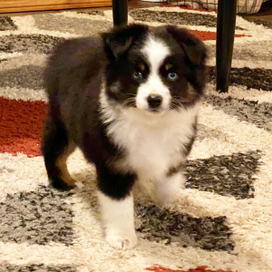 Australian Shepherd Puppy Koroni