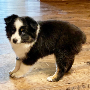 Australian Shepherd Puppy Koroni