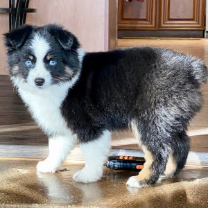 Australian Shepherd Puppy Koroni