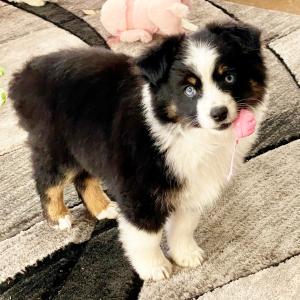 Australian Shepherd Puppy Koroni