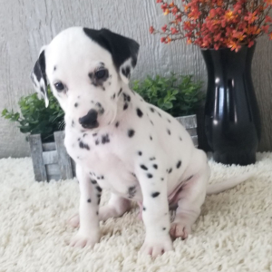 Dalmatian Puppy Oscar