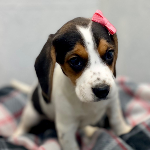 Beagle Puppy Liberty