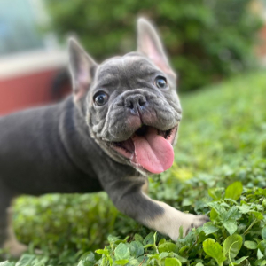 French Bulldog Puppy Maximus