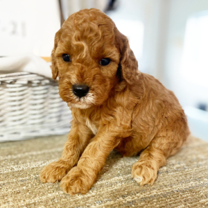 Cockapoo Puppy Tyler
