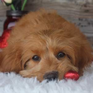 Cockapoo Puppy Tanner