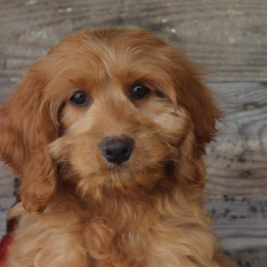 Cockapoo Puppy Tanner