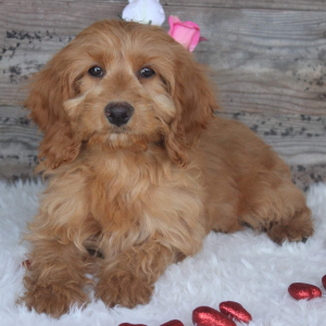 Cockapoo Puppy Tanner