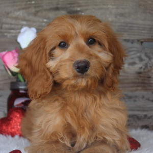 Cockapoo Puppy Tanner