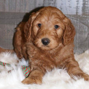 Goldendoodle Puppy Mick