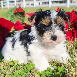 Yorkshire Terrier Puppy Odie