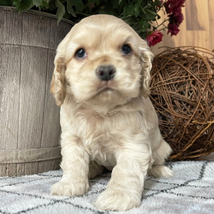 Cocker Spaniel Puppy Susie