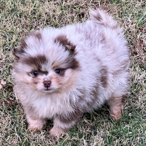 Pomeranian Puppy Adele