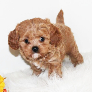 Cavapoo Puppy Honey