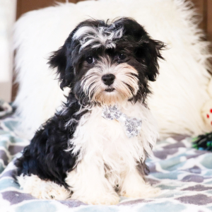 Havanese Puppy Riley