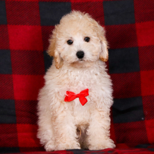 Poodle Puppy Orion