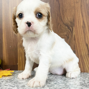 Cavalier King Charles Spaniel Puppy Samantha