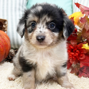 Aussiedoodle Puppy Fredie