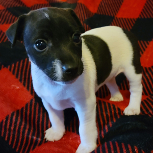 Jack Russell Terrier Puppy Heart
