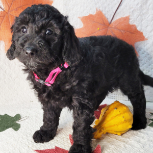 Goldendoodle Puppy Evie