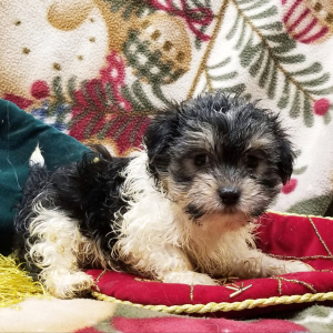 Mal-Shi Puppy Prince
