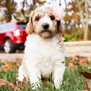 Goldendoodle Puppy Everleigh