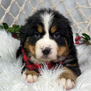 Bernese Mountain Dog Puppy Logan