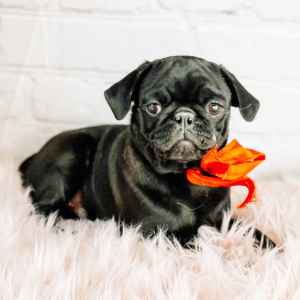 Pug Puppy Aladdin
