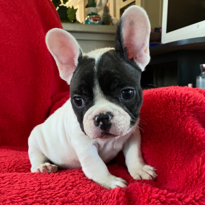 French Bulldog Puppy Grady