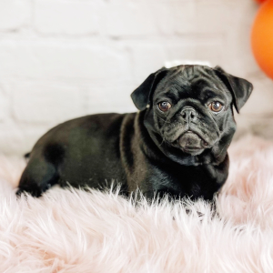 Pug Puppy Jasmine