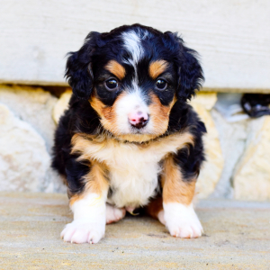Bernedoodle Puppy Elliott