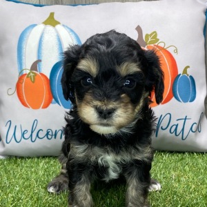 Havanese Puppy Amanda
