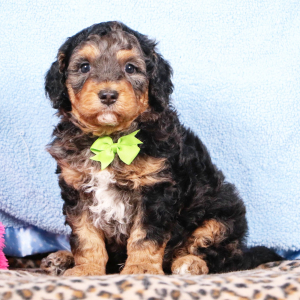 Bernedoodle Puppy Silass