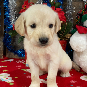 Golden Retriever Puppy Javon