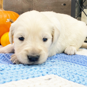 Golden Retriever Puppy Nola