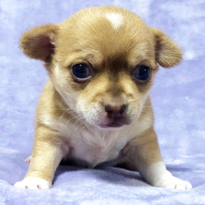 Chihuahua Puppy Butterscotch