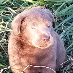 Labrador Retriever Puppy Silver Dollar