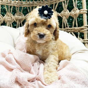 Cockapoo Puppy Beauty