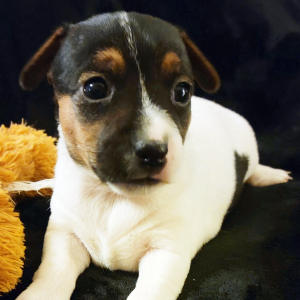 Jack Russell Terrier Puppy Lilly